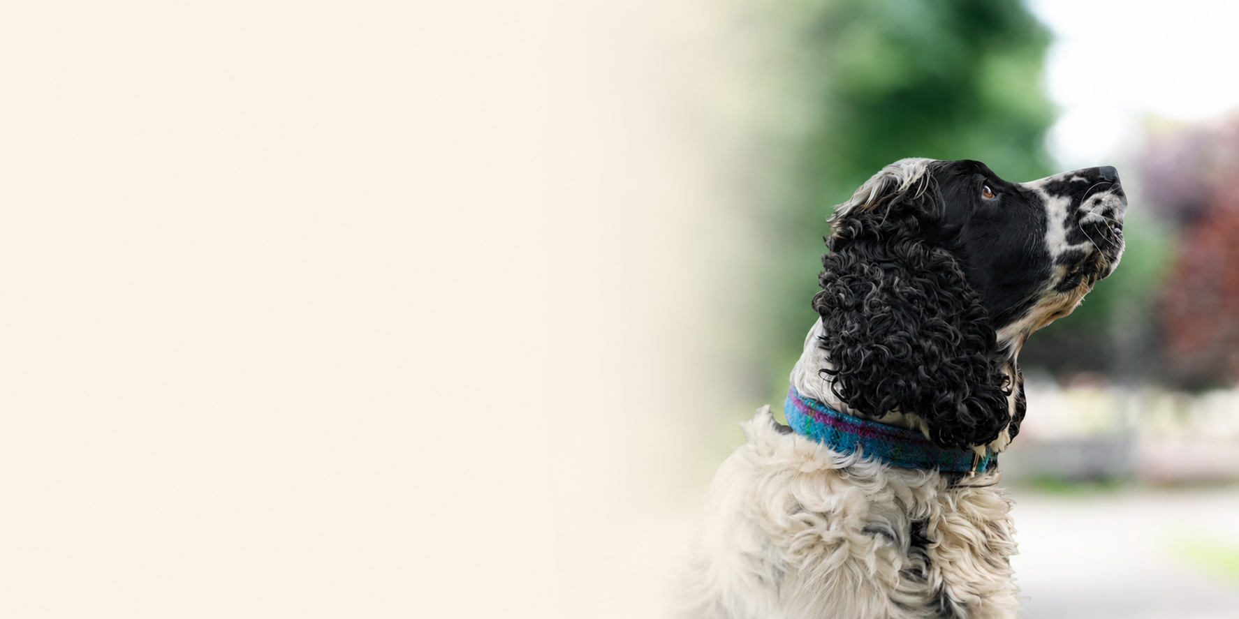 Dog with a blue collar looking to the side on a blurred background
