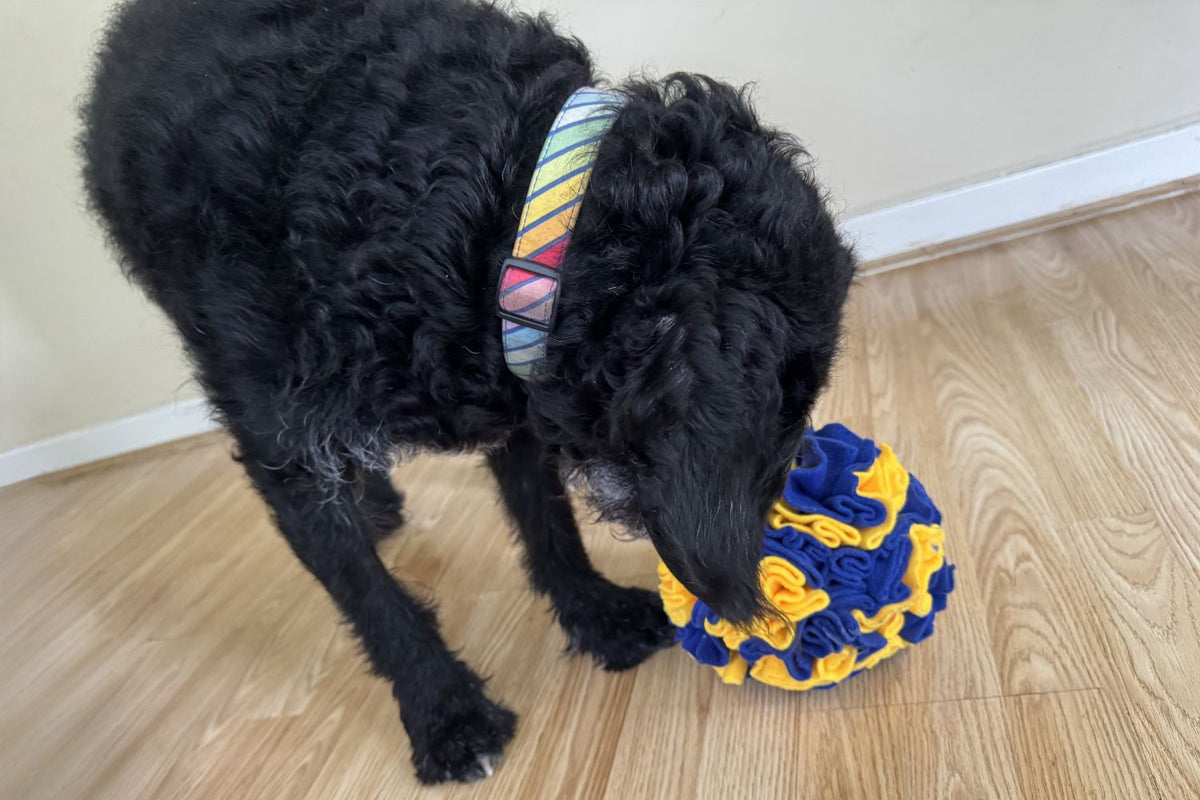 Black dog playing with a blue and yellow ball on a wooden floor.
