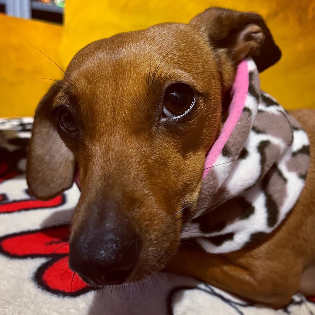 Honey the Brown jackshund wearing a snow leopard dog snood sitting on a blanket
