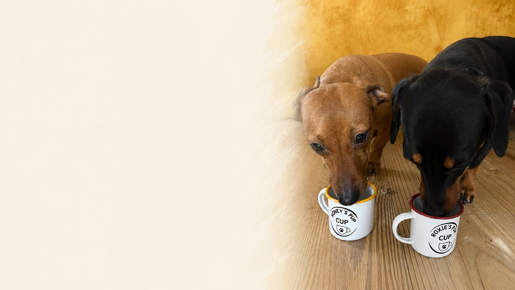 Two dogs with mugs on a wooden floor