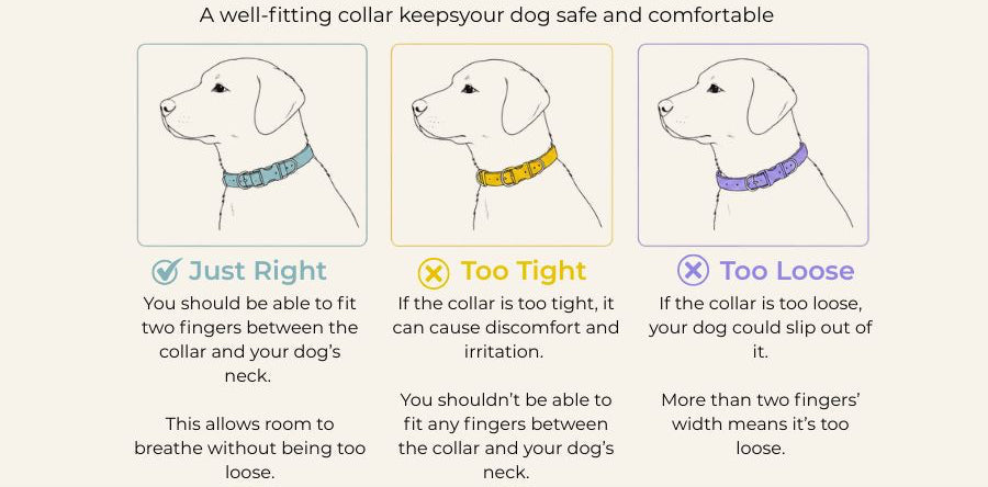 Diagram showing how a dog collar should fit with illustrations of dogs and text explaining the correct fit.