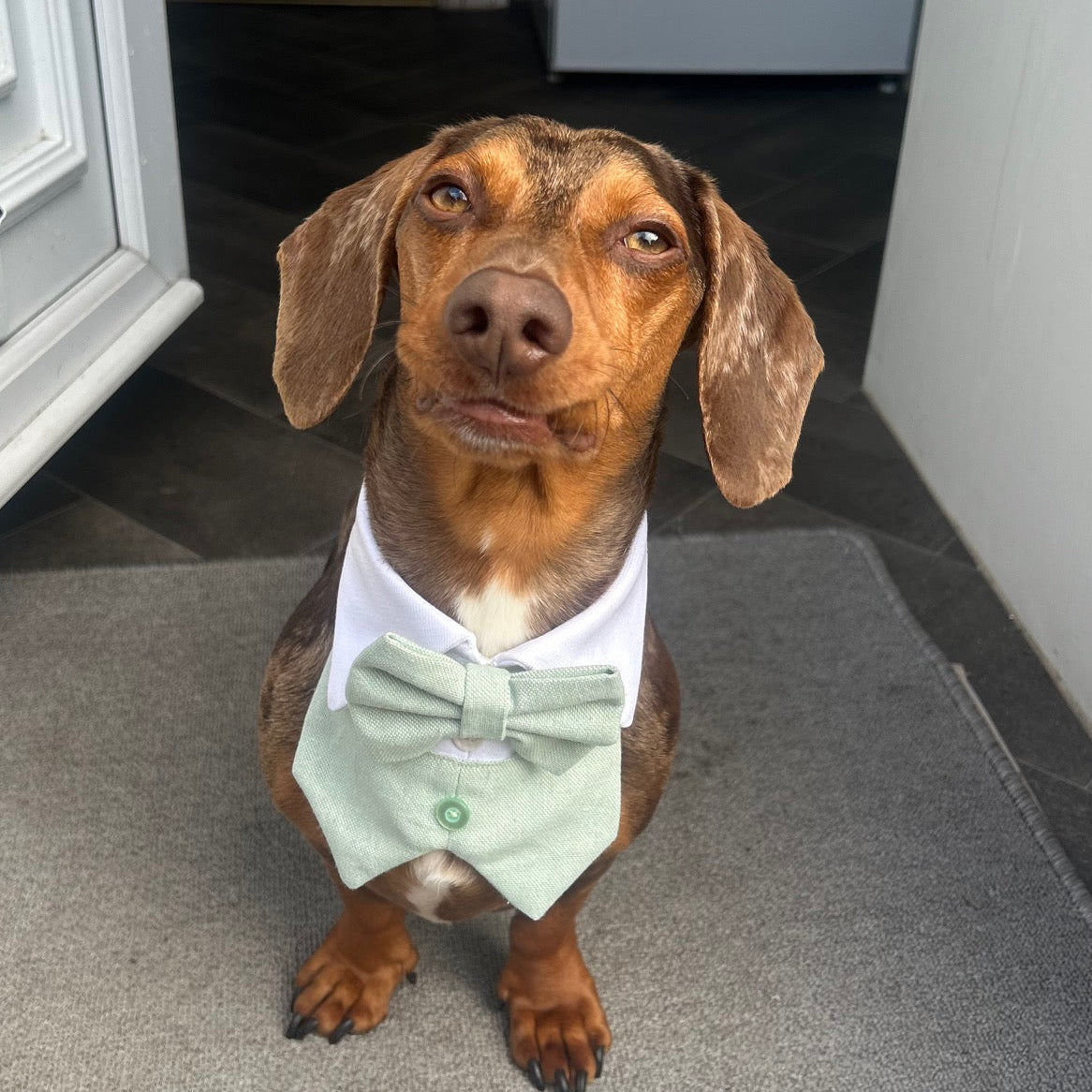 Dachshund wearing a light green bow tie and waist coat sitting on a doormat.