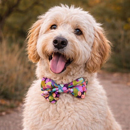 Dog wearing the autumn leaves colourful bow tie with a blurred natural background