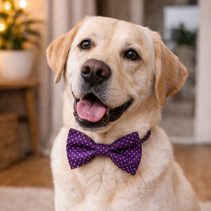Dog wearing a purple spot bow tie indoors