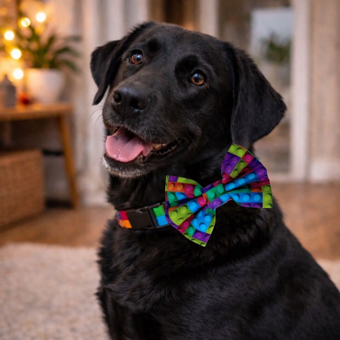 Black dog wearing a colourful building blocks bow tie indoors