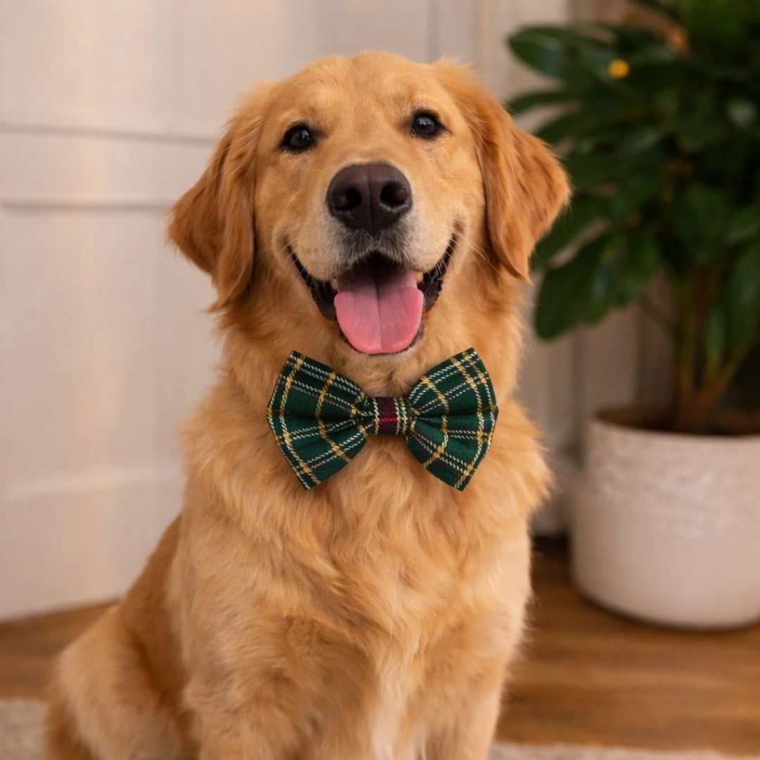 Golden retriever wearing a plaid Christmas  bow tie