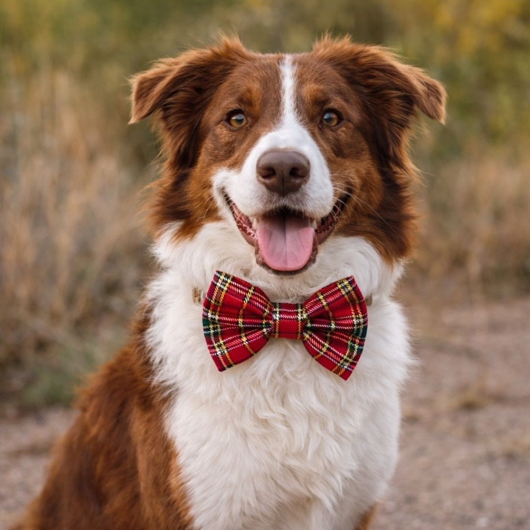 Dog wearing a red Christmas plaid bow tie in a natural setting