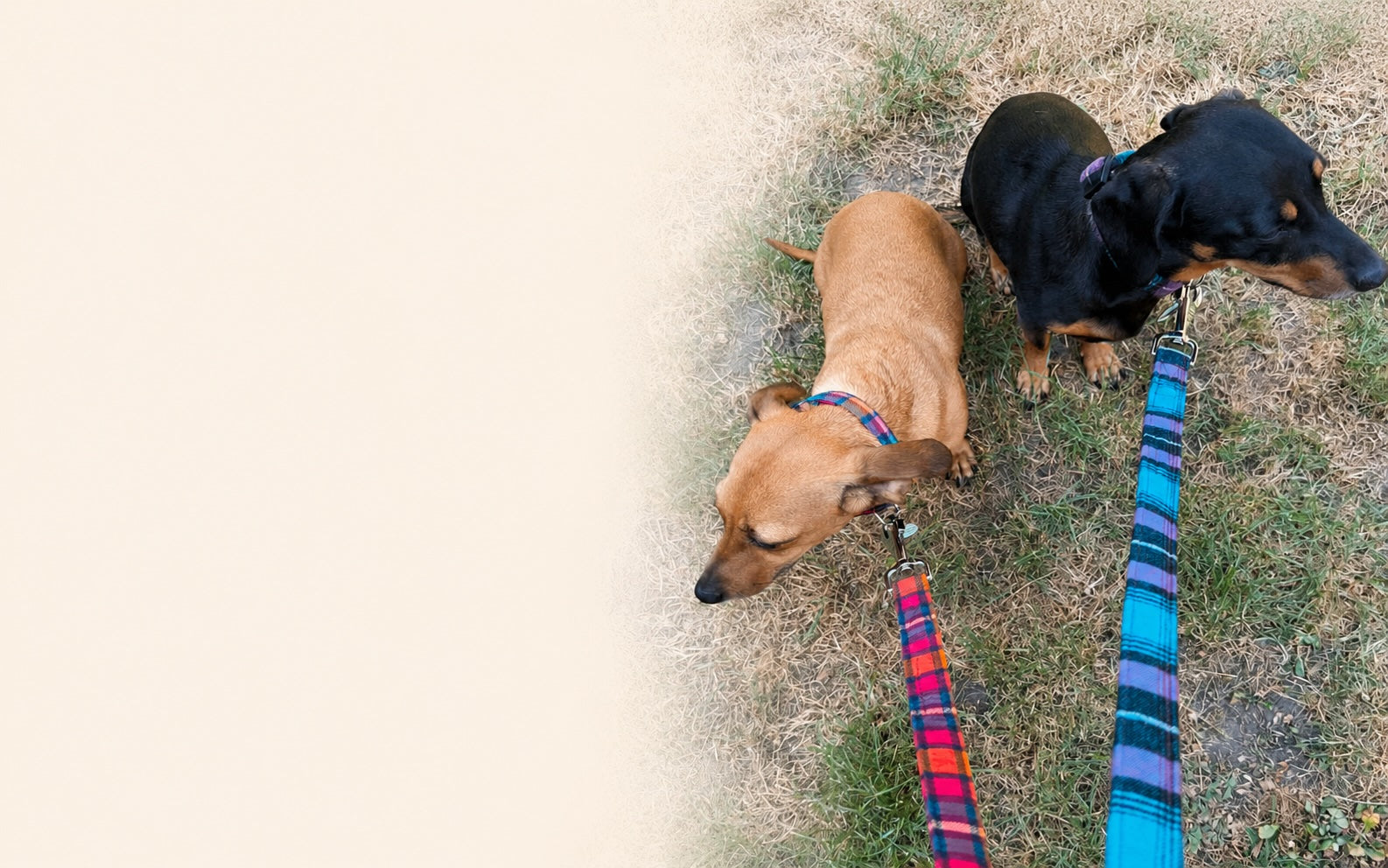 Two dachshunds on outdoor grass wearing matching plaid dog leashes, with one dog standing and the other lying down. The scene is photographed from above.