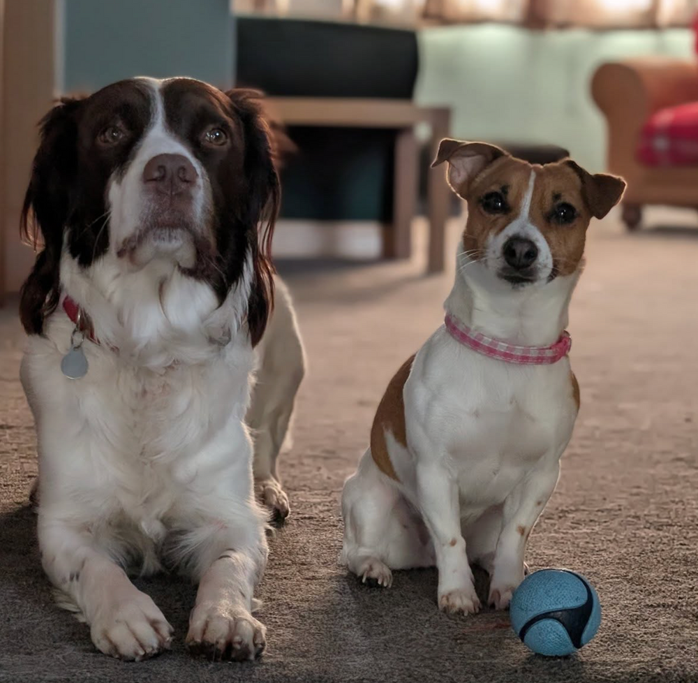 Two dogs sitting on a carpeted floor with a ball between them.