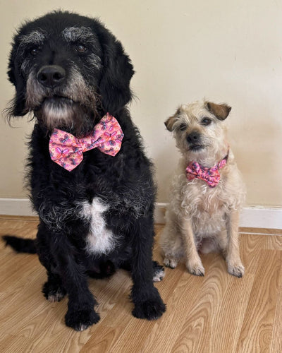 Two dogs wearing pink bow ties sitting on a wooden floor.