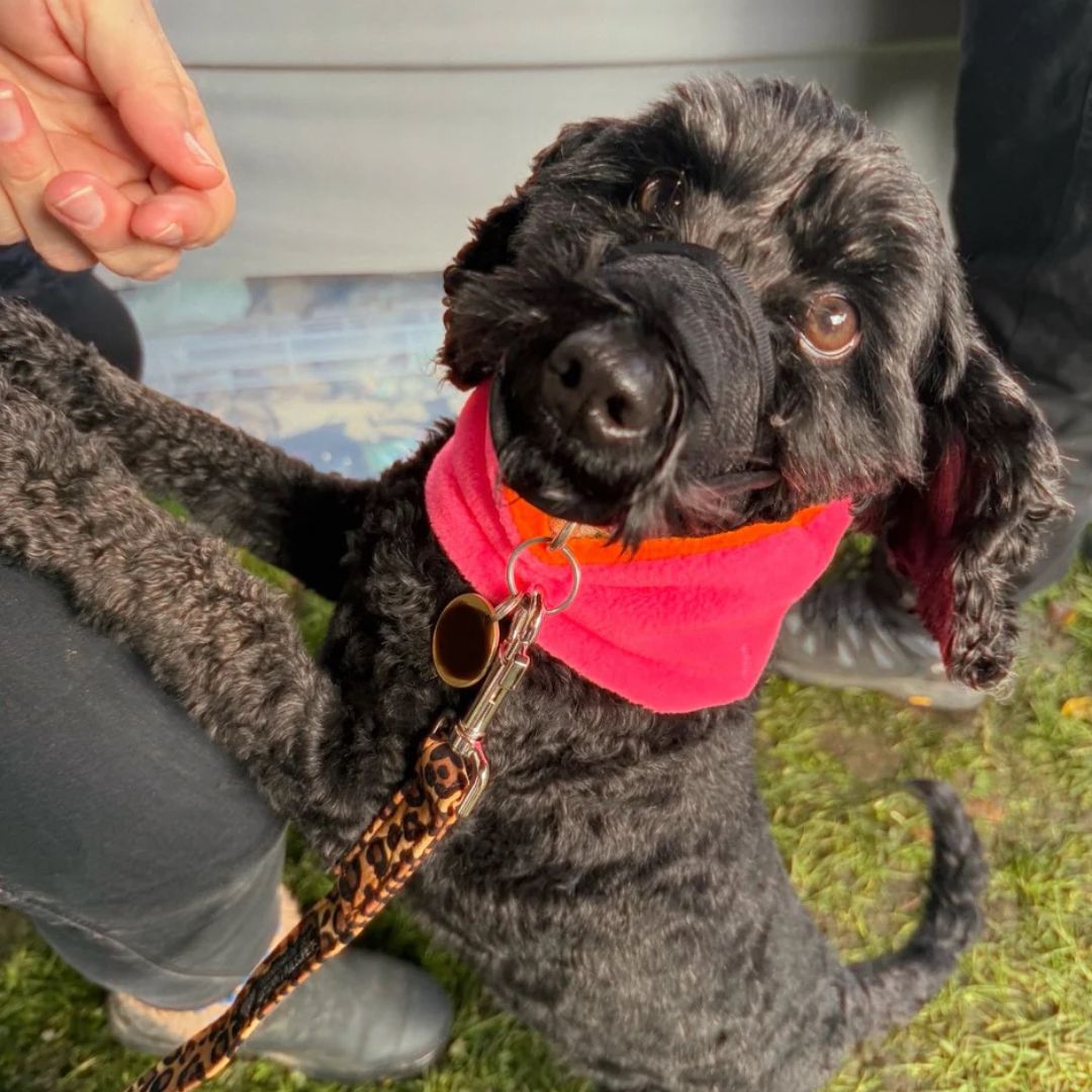 A black dog wearing the neon pink and neon orange reversible fleece snood