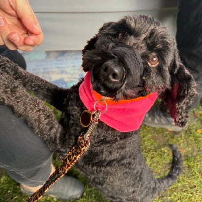 A black dog wearing the neon pink and neon orange reversible fleece snood