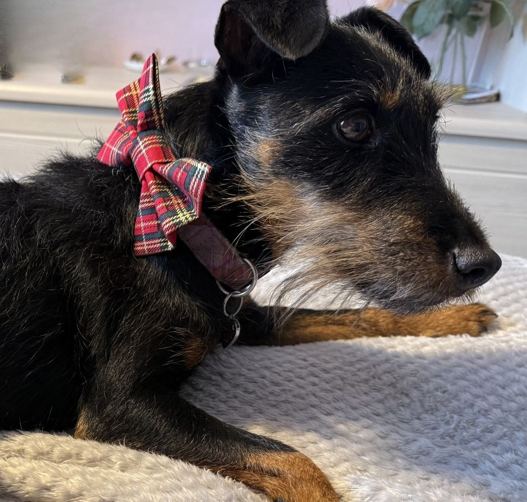 Miss Fiona wearing a Christmas pet bow tie on a white blanket