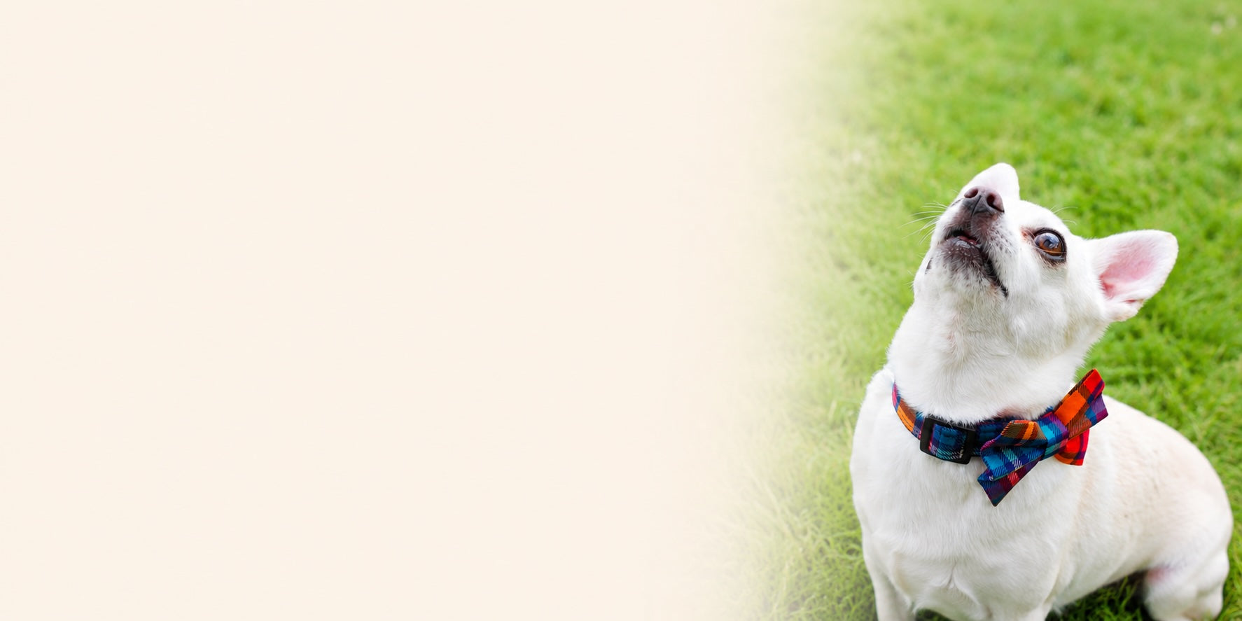 White dog wearing a colorful collar on a grassy background