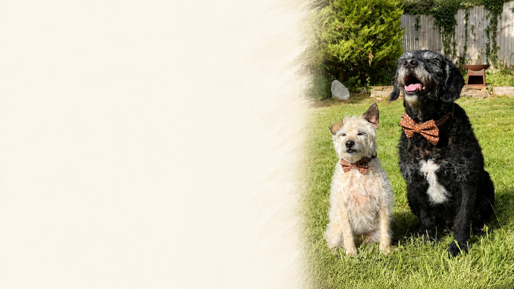Two dogs wearing bow ties standing on grass with a blurred background