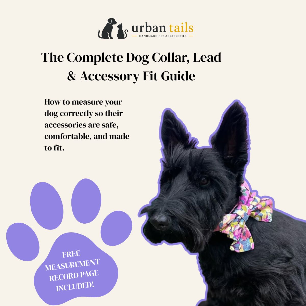 Dog with a colorful collar on a white background with text about dog collars and accessories.