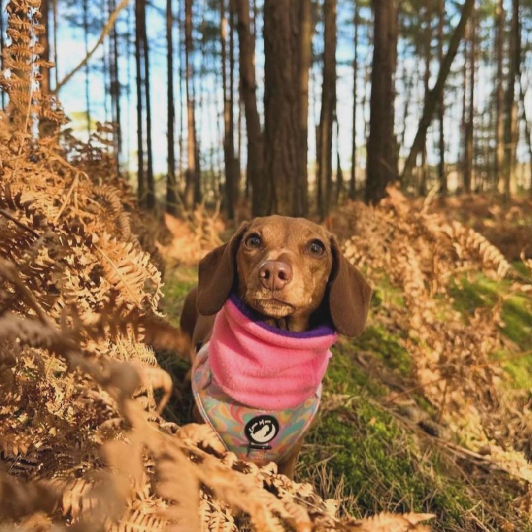 Miss Moo wearing a pink and purple reversible snood in a woodland.