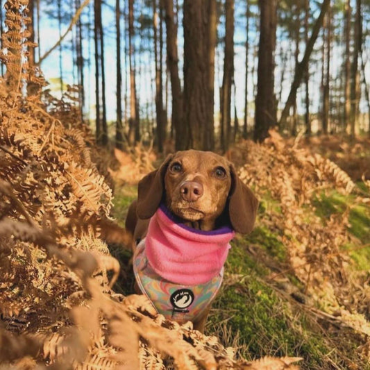 Miss Moo wearing a pink and purple reversible snood in a woodland.