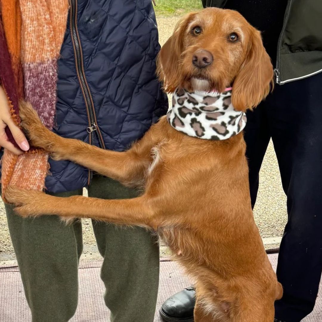 Brown dog wearing a snow leopard dog snood with her owners