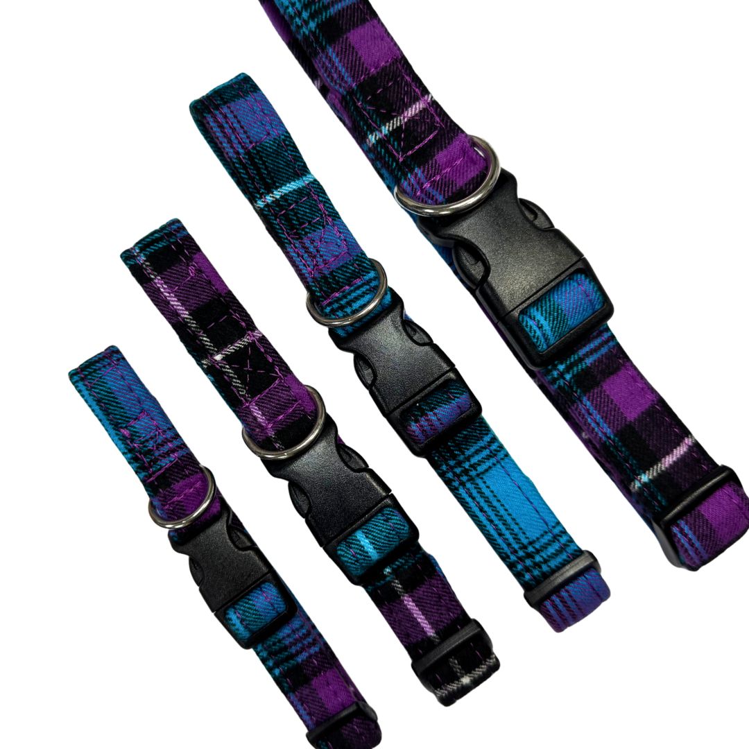 Plaid-patterned dog collars in blue and purple with black buckles 
