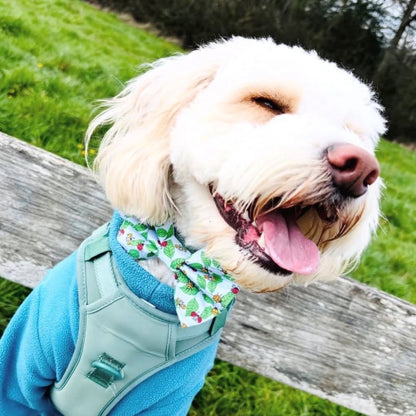 Dog wearing a blue coat and colourful spring fling pet bow outdoors