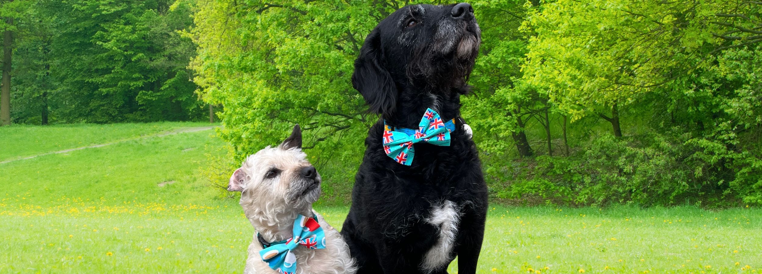 Two dogs wearing colorful bow ties standing on a grassy field with trees in the background.