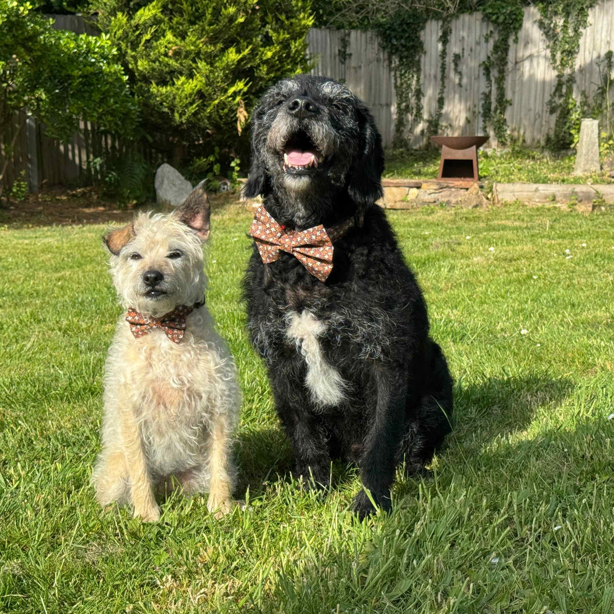 Two dogs wearing bow ties sitting on a grassy lawn.