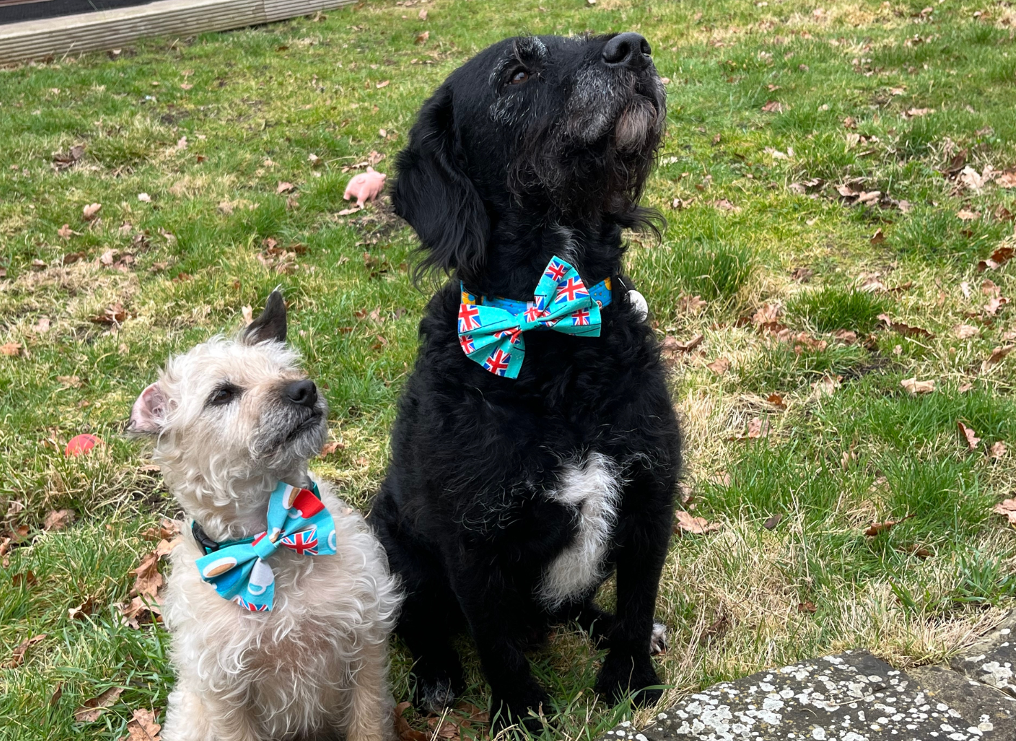 Sydney (tan terrier) and Timmy (black Labrador) wearing jubilee bow ties 