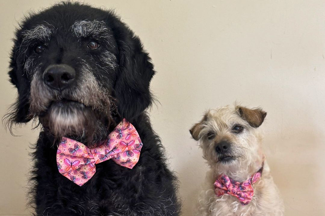 Two dogs wearing pink bow ties sitting on a wooden floor.