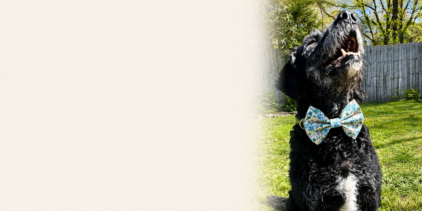 Dog wearing a floral bow tie outdoors on a sunny day