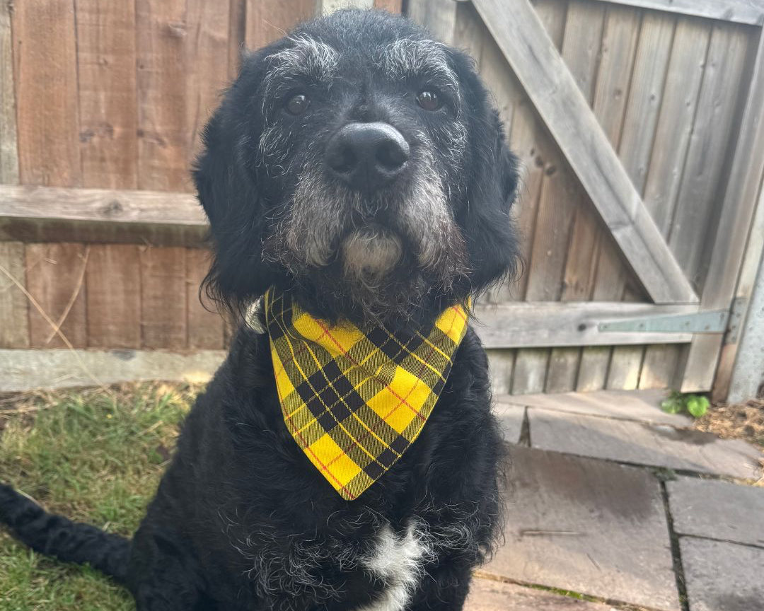 Timmy the black dog wearing a yellow plaid Clueless bandana sitting on a patio.