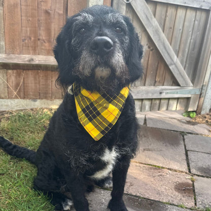 Timmy the black dog wearing a yellow plaid Clueless bandana sitting on a patio.