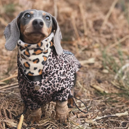 Dachshund wearing the cheetah reversible snood and a traditional animal print coat with an autumn woodland background