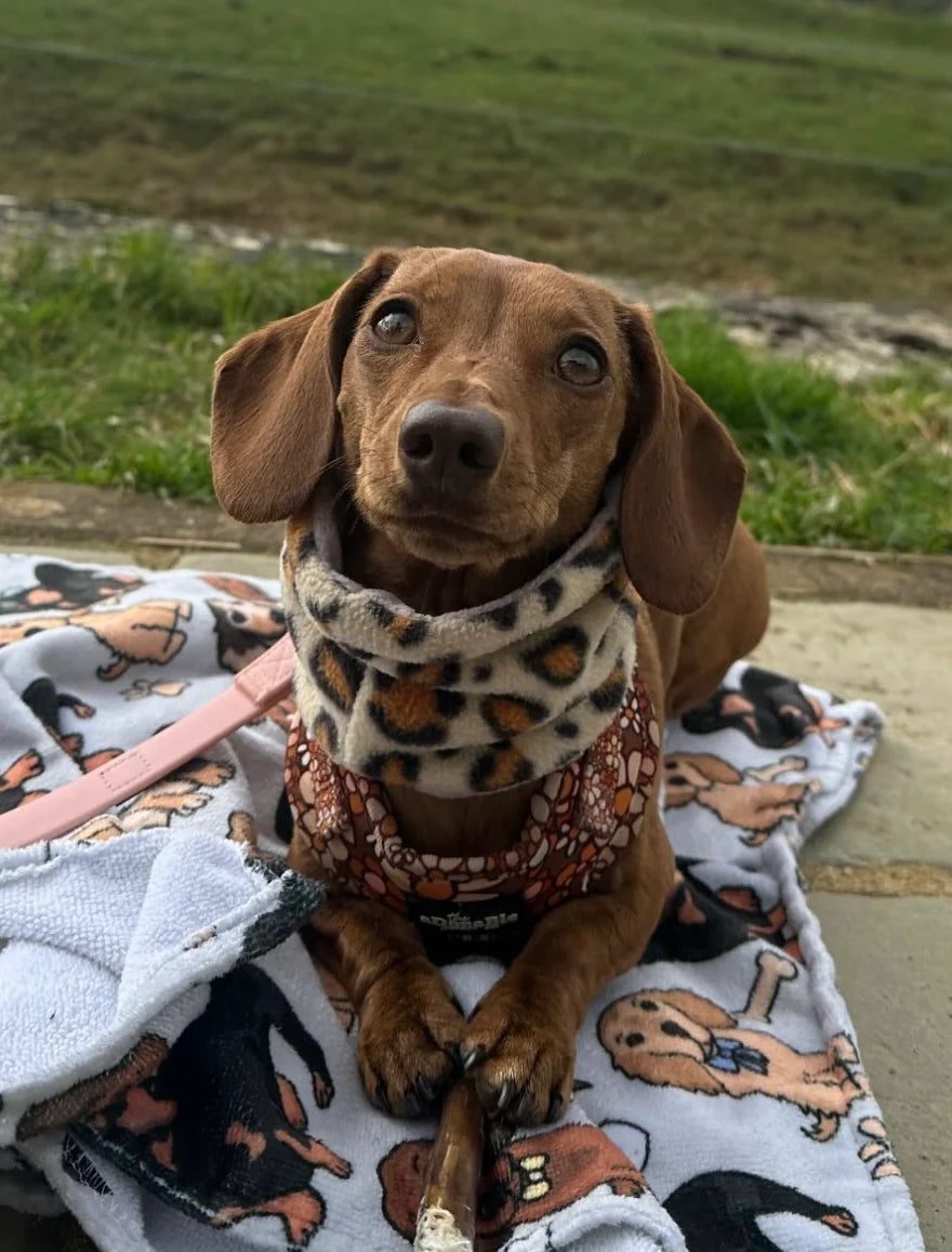 Cheetah and Lilac Reversible Handmade Fleece Dog Snood