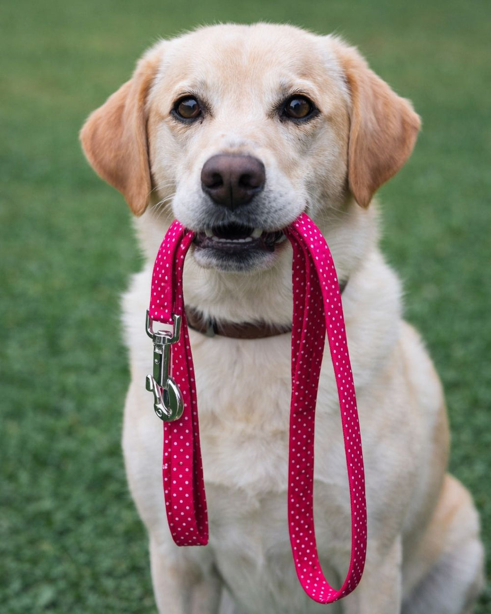 A light cream-colored Labrador Retriever sitting outdoors on green grass, holding a bright pink dog leash with white polka dots in its mouth.