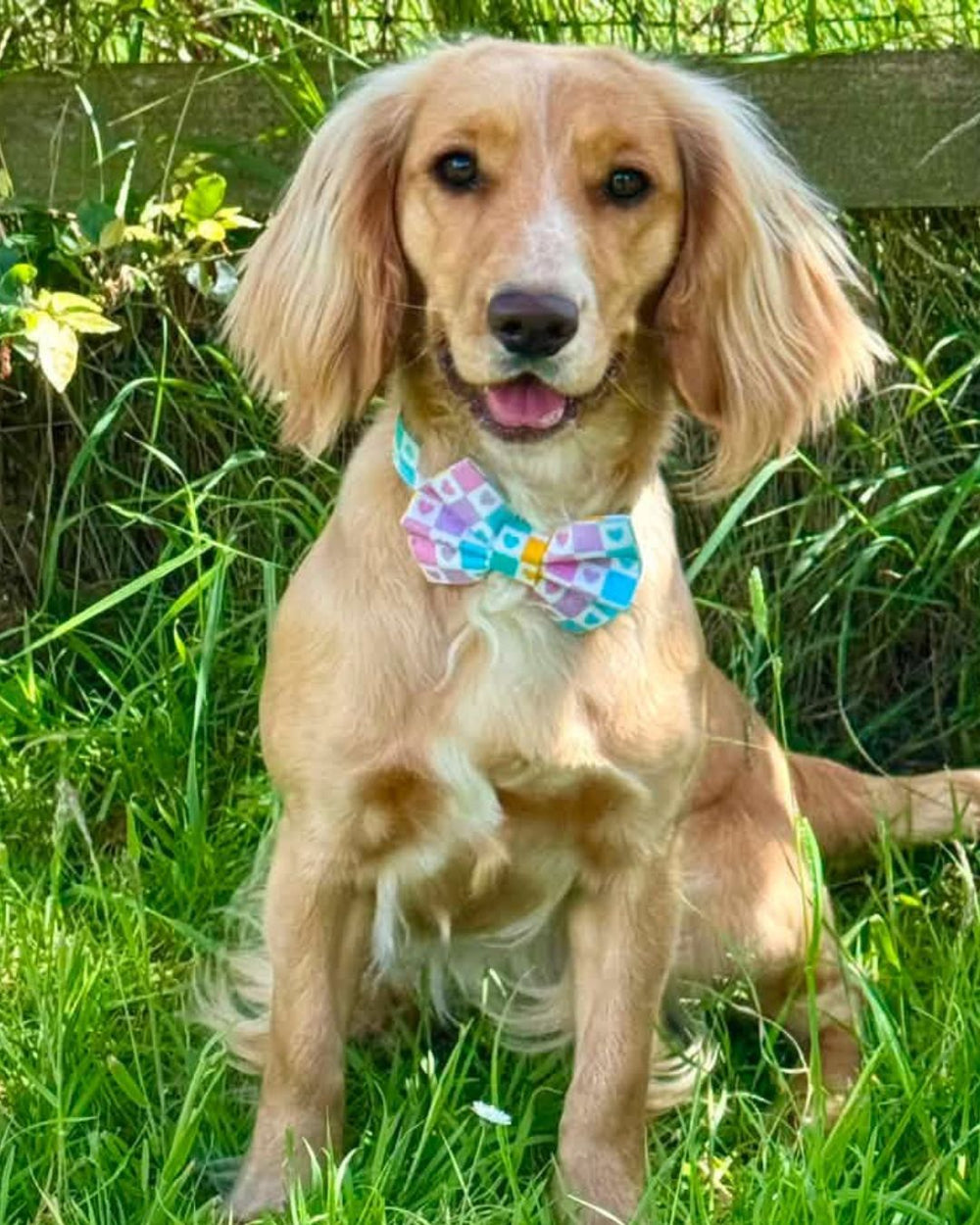 A dog sitting in green grass outdoors, wearing a colourful patterned bow tie.