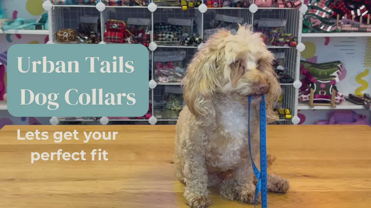 Load video: Dog being fitted for a collar